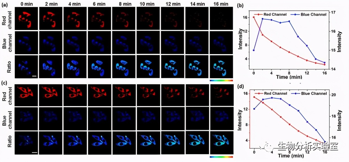 JACS：ICT-FRET集成平台用于实时监测癌细胞和肿瘤模型中SO2代谢