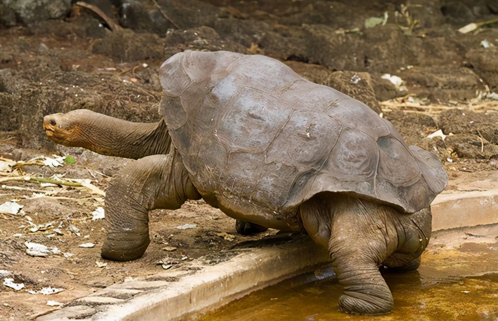 龟类大百科,大眼睛龟类