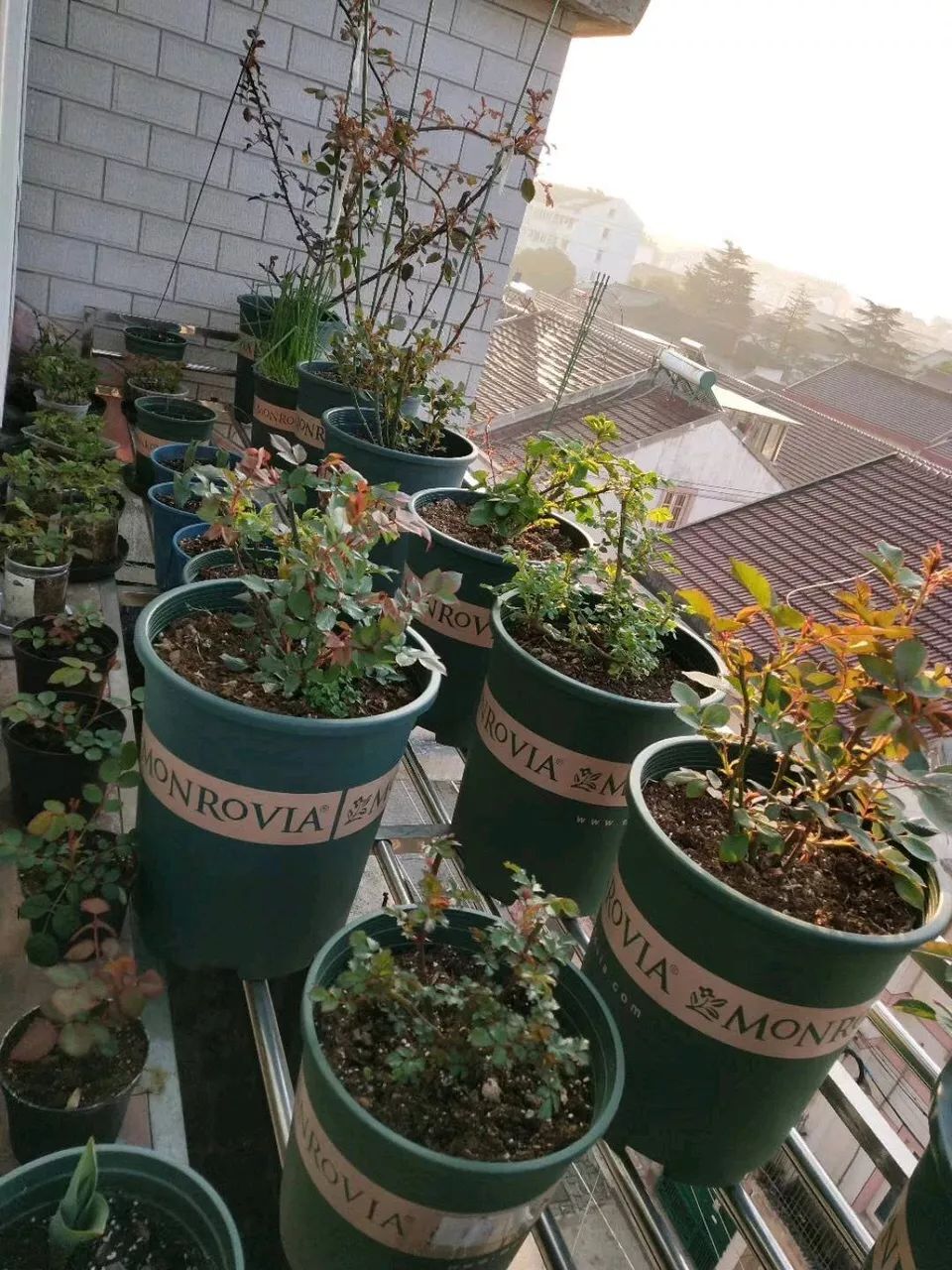 养花就怕土壤带菌！该怎么解决隐患？学会这3招，方便又实用