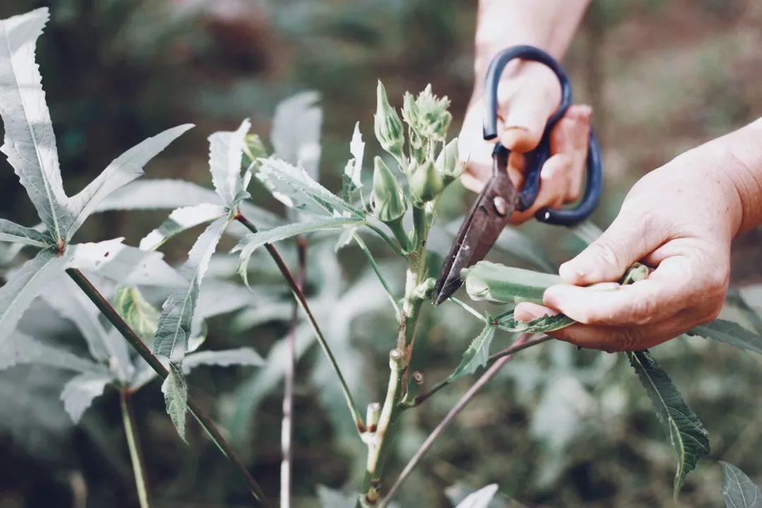 民宿管家招募,民宿管家点亮乡野生活的魔法师
