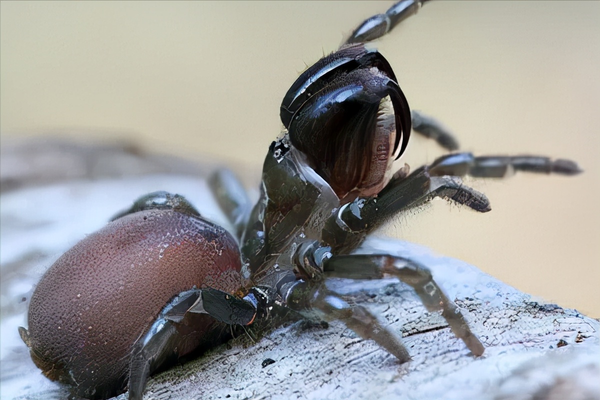 画眉鸟的喂养方法和技巧,画眉鸟的食物怎样配比