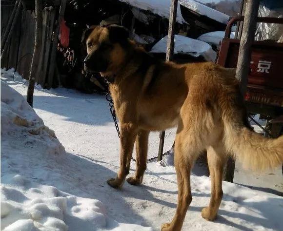 太行犬vs各大猛犬,太行犬vs虎斑犬