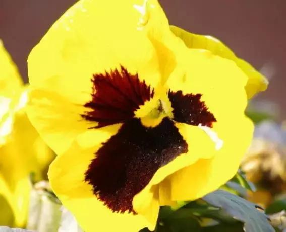 三色堇鬼脸花,三色堇为什么叫鬼脸花