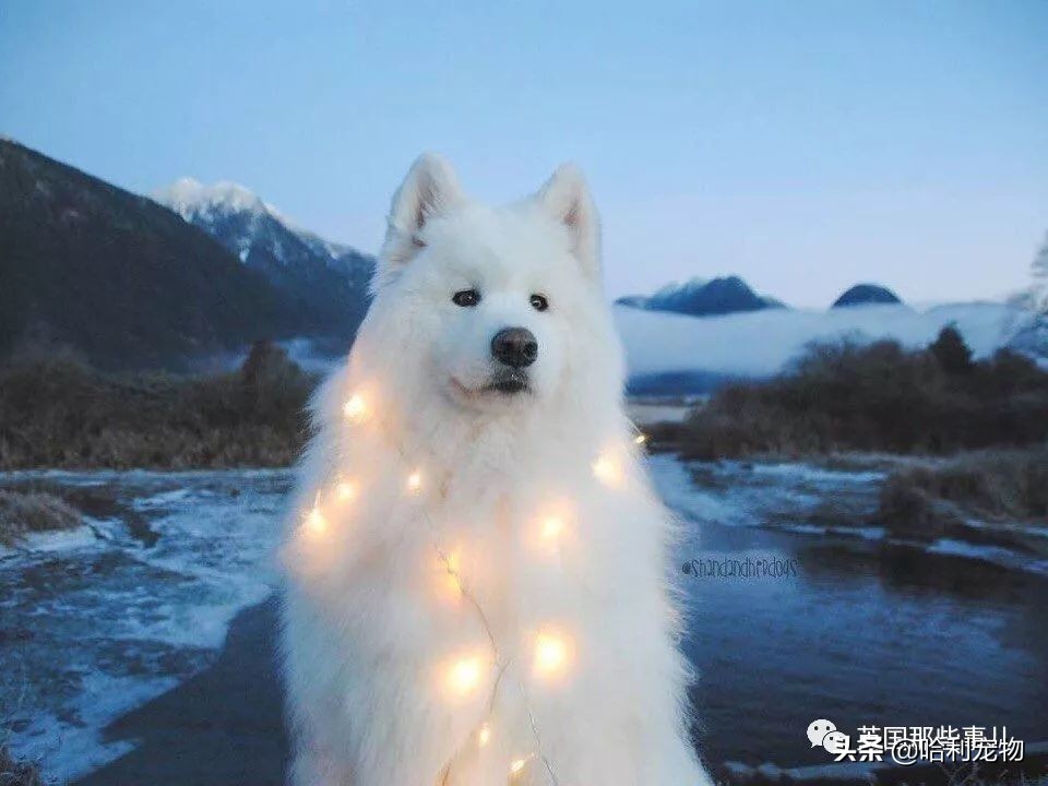 要狗看门？千万别选萨摩耶！这货除了笑不会干别的了
