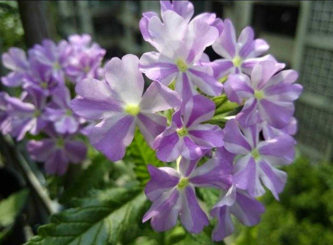 植物百科纪录片,植物百科扫码