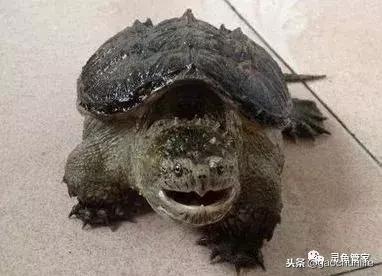 龟不痛不痒有点出血水,龟不伸头无力