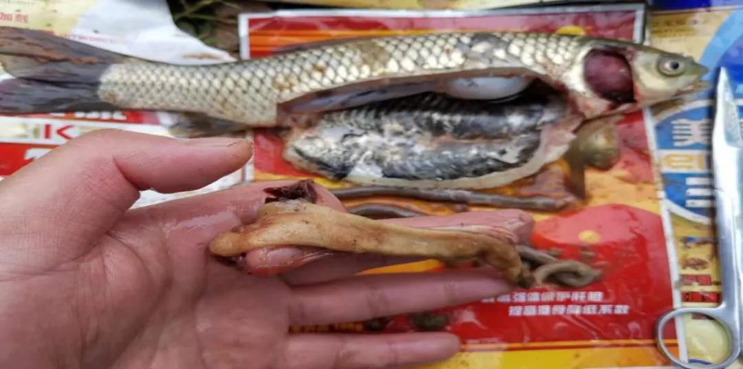 预防鱼病的新思路,预防鱼得病的方法