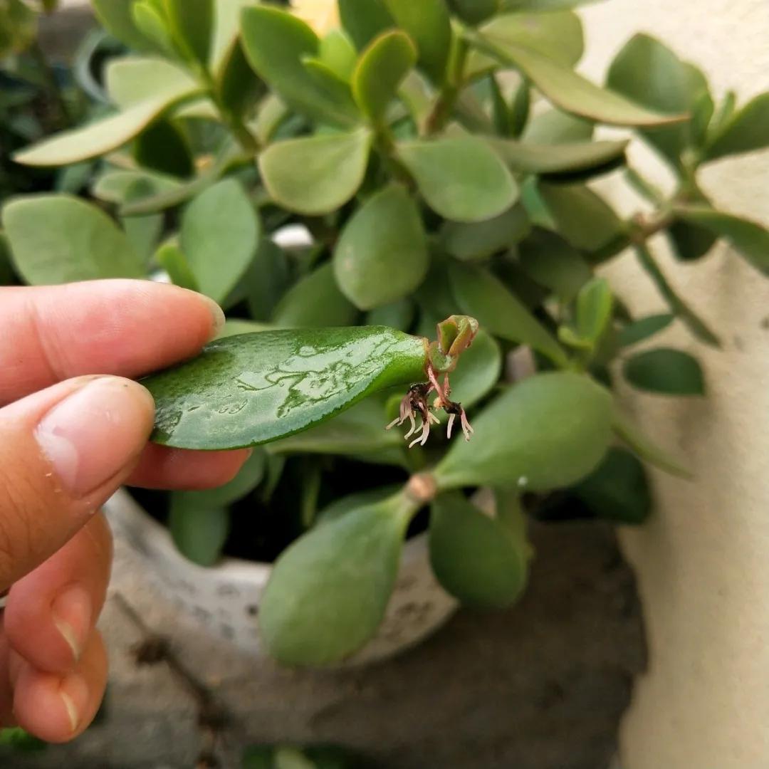 扦插花的养殖方法和技巧,养花扦插有妙招多肉