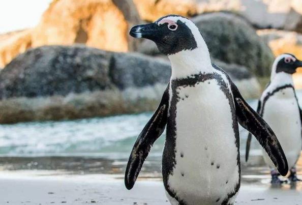 奇特现象:150万只企鹅离开南极,不远万里,就是为了在非洲生活