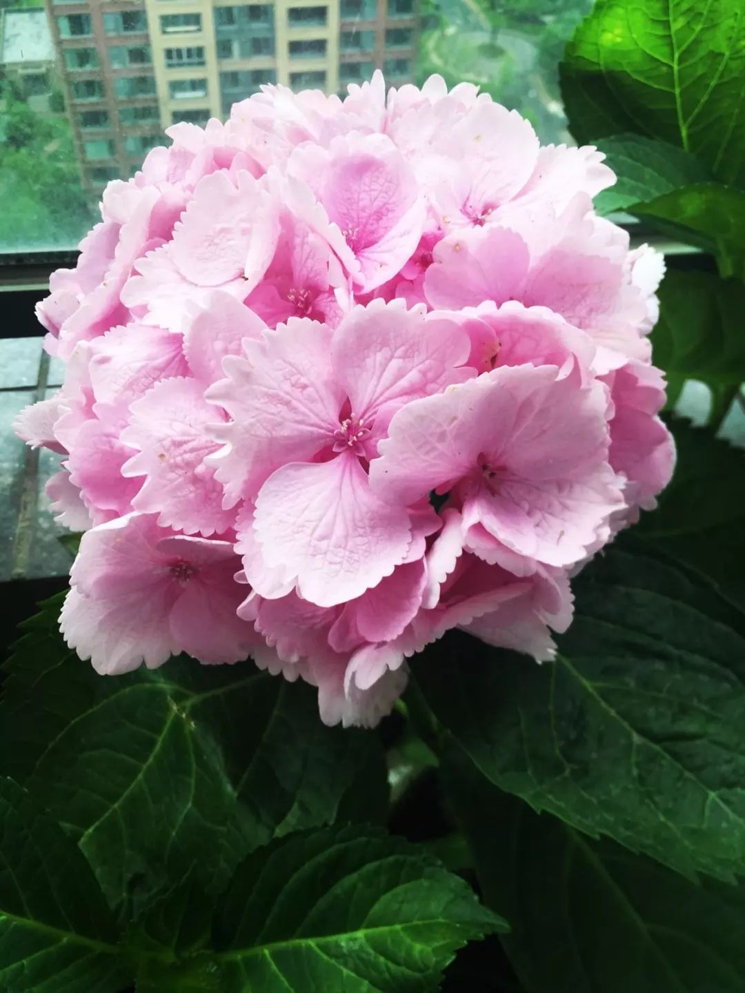 这几种花不要养老桩，否则很容易不开花