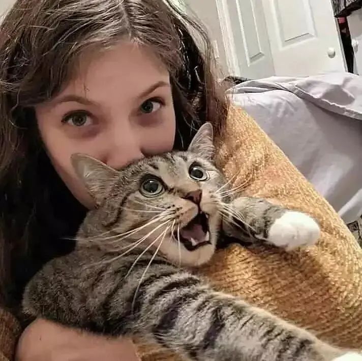 被猫咪调戏怎么办,猫咪被阿姨骚扰