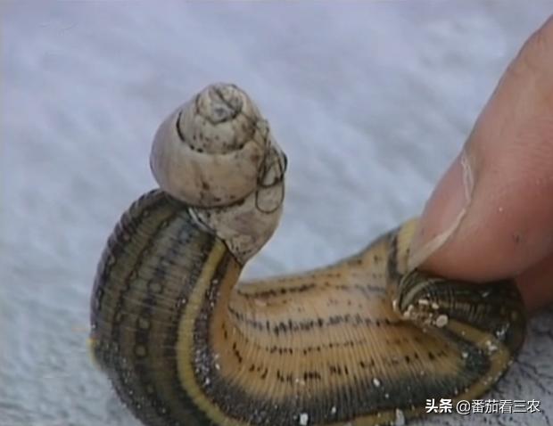 种莲藕为什么要放水蛭,藕田水蛭养殖技术和方法