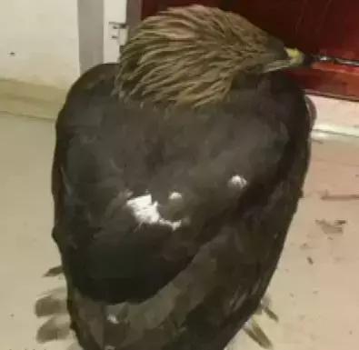 国家保护动物受伤被救,被国家保护动物致死怎么处理