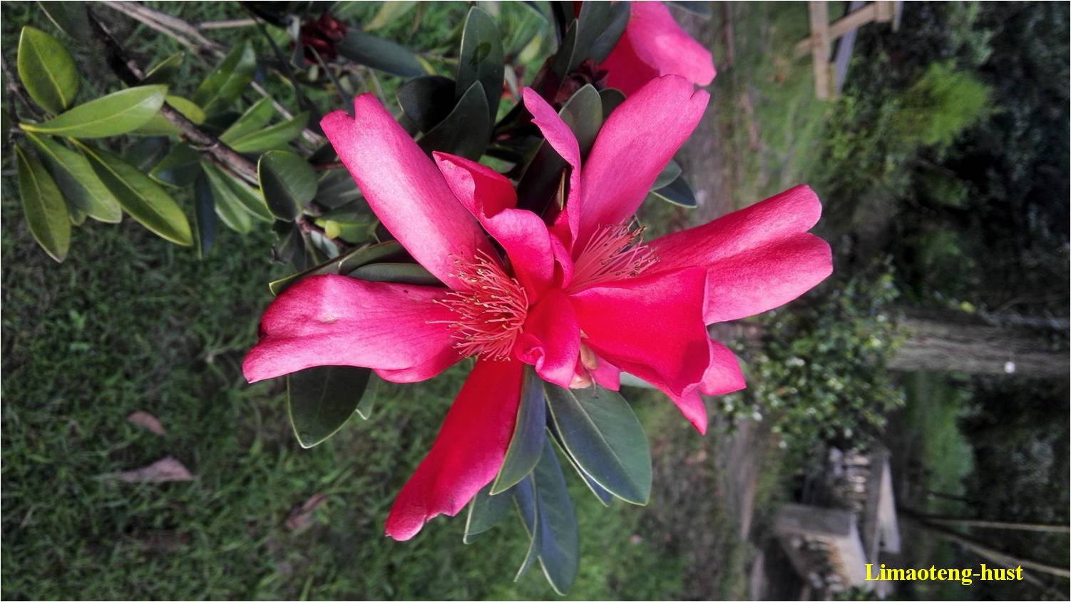 话说油茶树,山茶花油茶和茶梅的区别图片