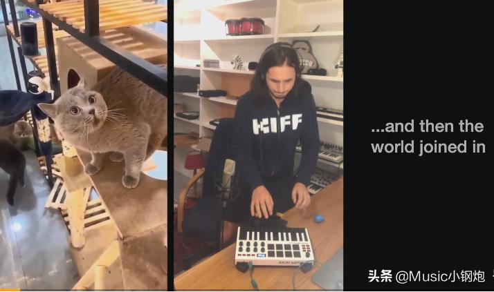 猫咪唱的最魔性的一首歌,愤怒的猫咪神曲