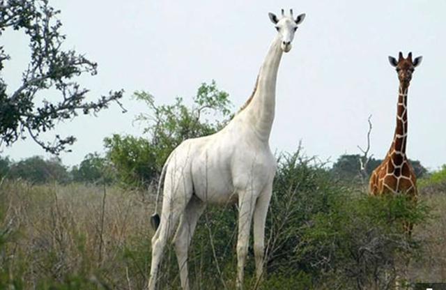 肯尼亚纯白色长颈鹿母子被猎杀,肯尼亚两只纯白长颈鹿遭猎杀