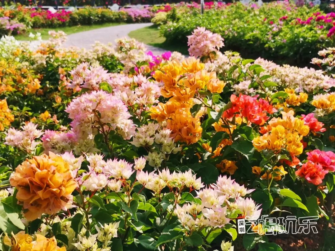 深圳最美簕杜鹃谷公园花海,宝安区花海赏花景点