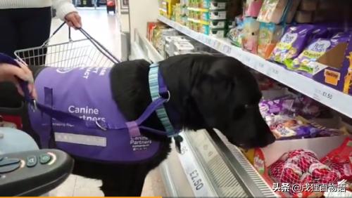 惊！狗狗真的可以“治病”，这类辅助犬做到了