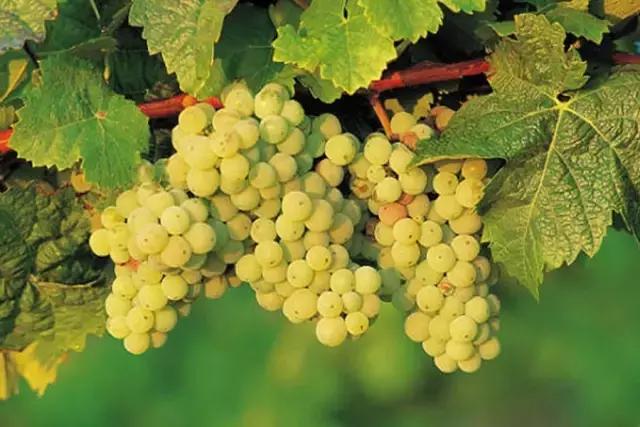 雅文邑法国顶级白兰地之一,法国雅文邑白兰地xo