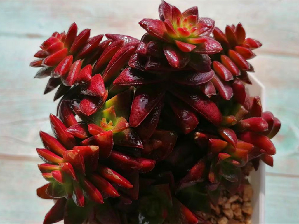 多肉病害不断，除了通风不好之外，最大的原因是潮湿，要这样解决