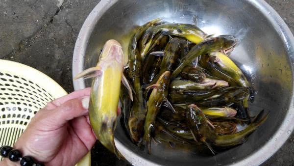 春季钓黄颡选位最佳时间,钓黄颡的最佳时间