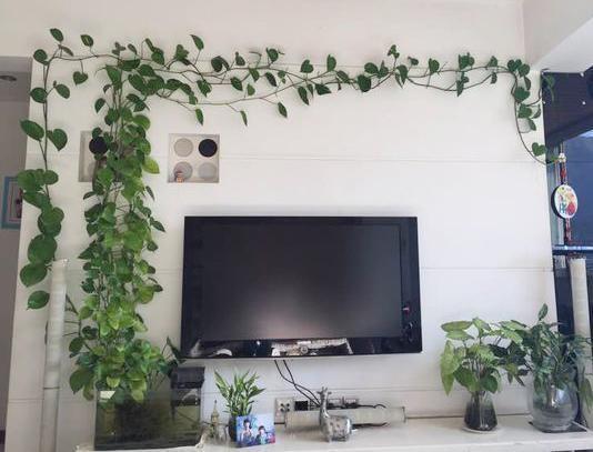 养绿萝浇什么肥料长得好,绿萝用什么肥料怎么养才能更旺盛