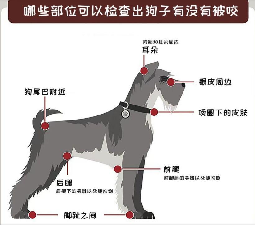 狗狗体内外寄生虫有哪些?看完这篇再也不用为这事儿发愁了