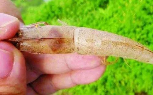 南美白对虾上料台寥寥无几,南美白对虾料吃不完怎么办