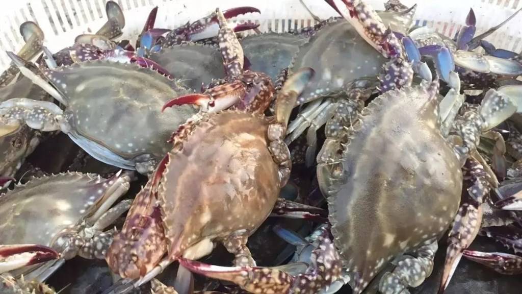 螃蟹死了多长时间就不能吃了,冰箱里冻死的螃蟹能吃吗