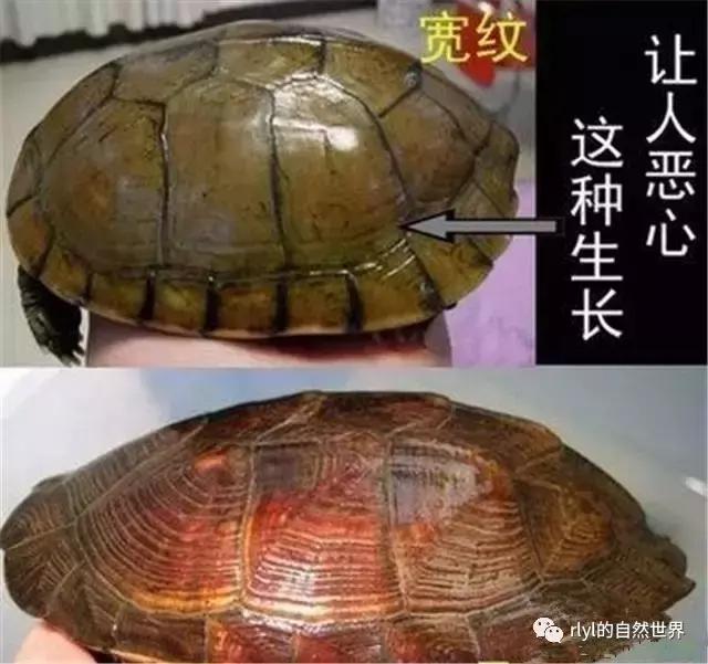 黄喉拟水龟注意事项,黄喉拟水龟种类区别