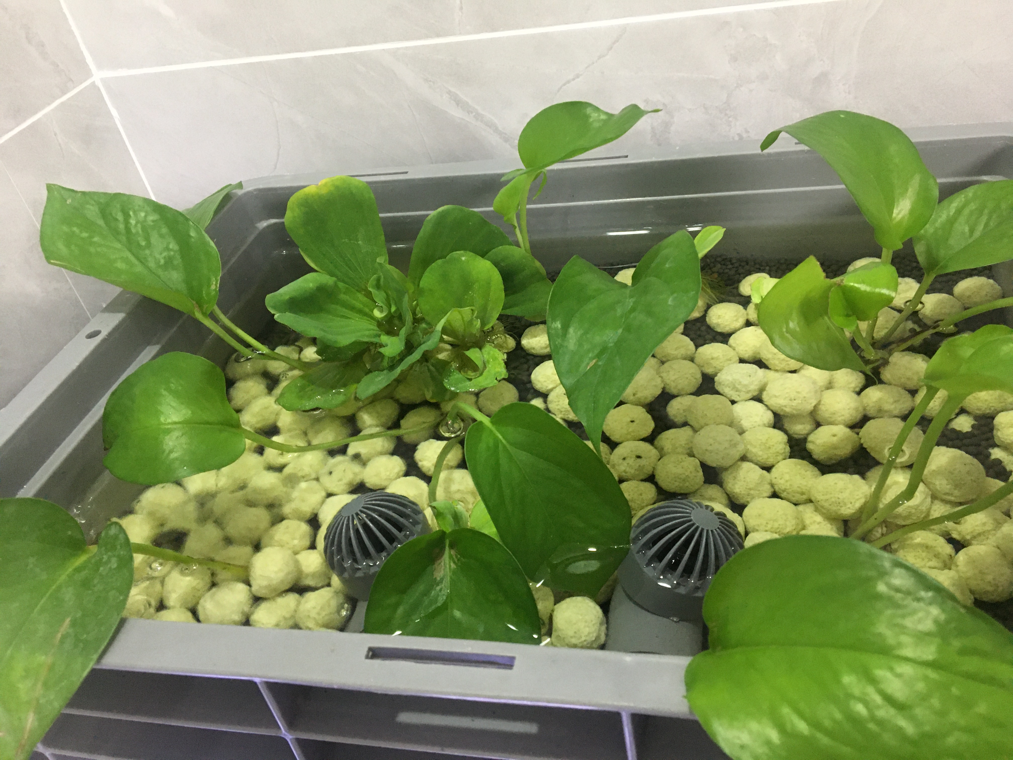 底滤鱼缸喂鱼需要停过滤系统吗,鱼缸单纯过滤几天能不能直接放鱼