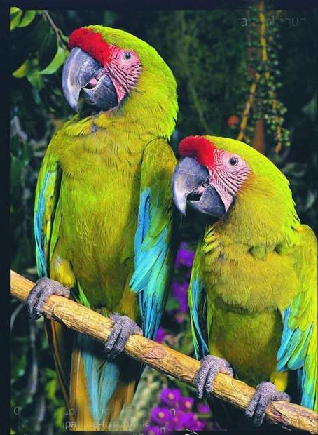 最大的野生金刚鹦鹉,世界上最有名金刚鹦鹉