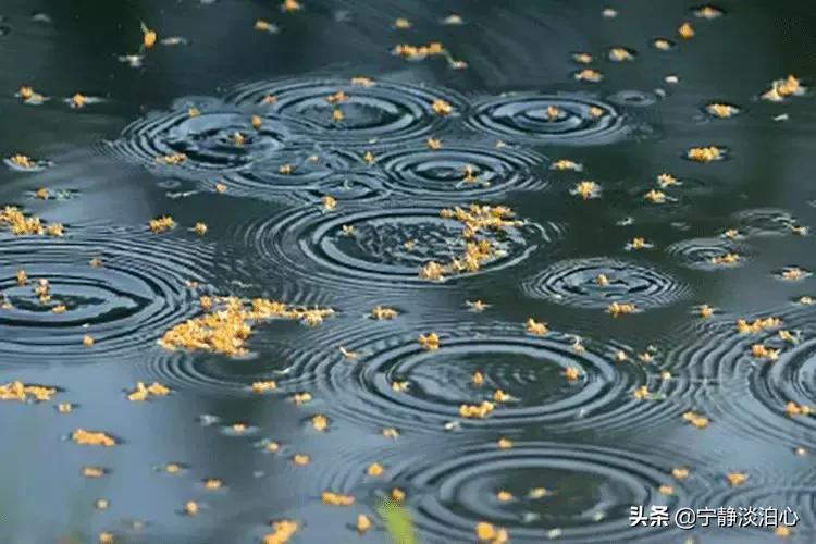 桂花是秋天的灵魂,桂花香是秋天的微醺感