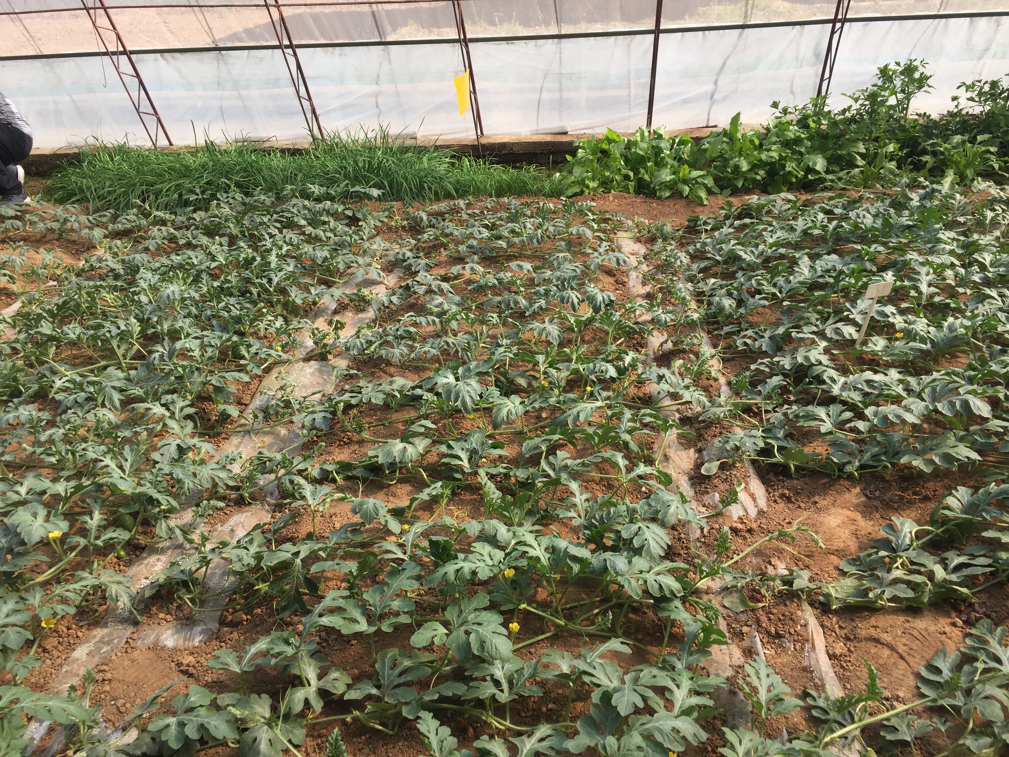 西瓜膨果期叶片早衰怎么补救,西瓜早衰的最佳治疗方法