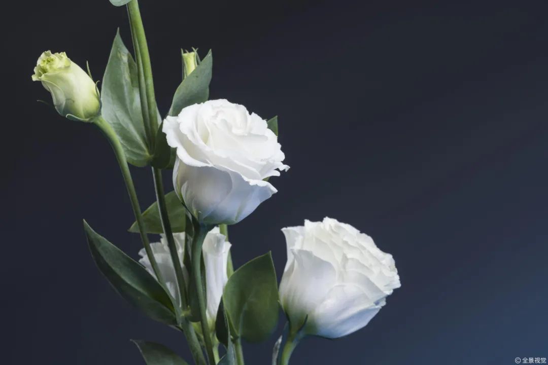 祝贺老师教师节快乐的图片,教师节给老师的玫瑰花语