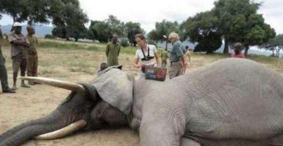 为什么大象不停撞树,一只大象从山上往下撞到了树上