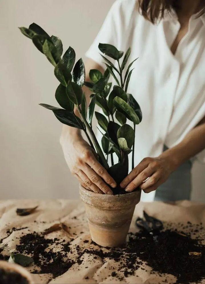 绿植养护植物死了怎么办,绿植为什么在家里养就死了