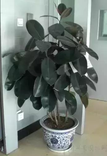 客厅吸附甲醛植物,客厅适合摆什么植物又可以去甲醛