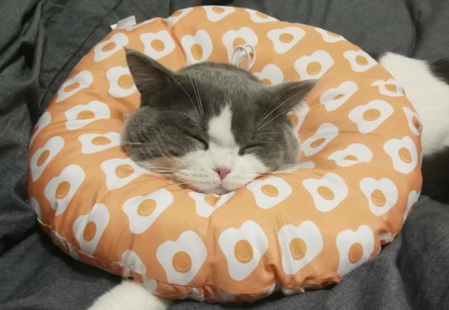 英国短毛猫吃什么,美国短毛猫必须吃猫粮吗