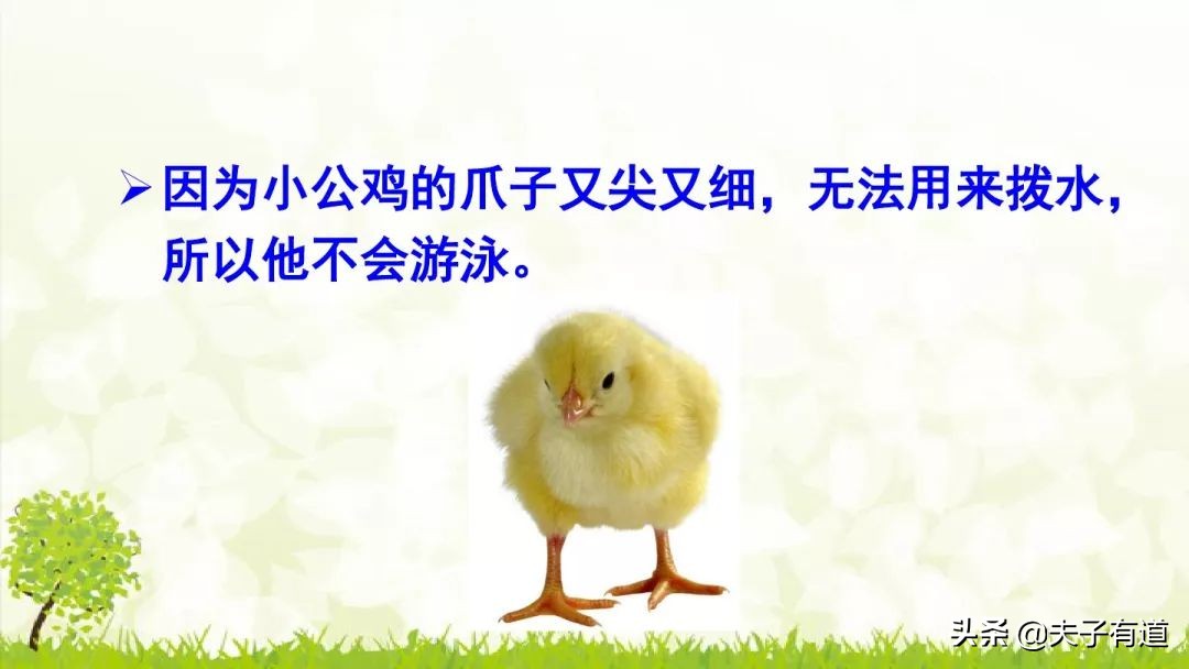 一年级下小公鸡和小鸭子看图写话,一年级下册小公鸡和小鸭子第五课