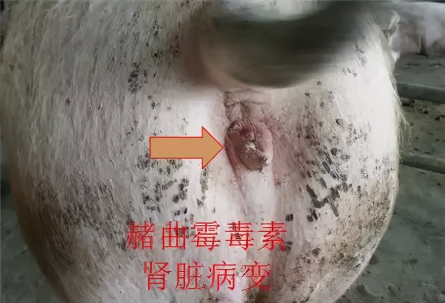 猪霉菌毒素中毒有什么症状,霉菌毒素超标猪容易得哪些病