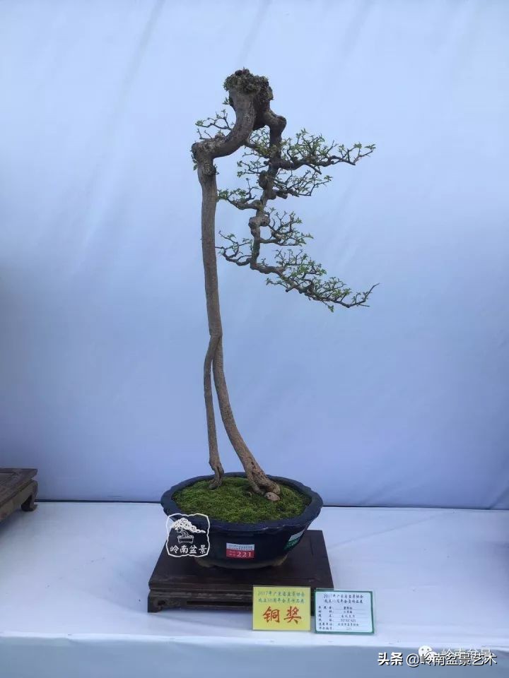 以根代杆下细上粗式盆景图片,十种适合吊着养的盆景