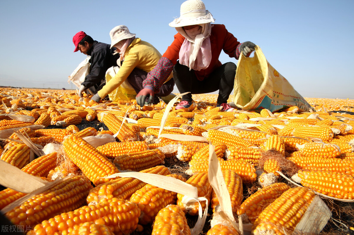 甘肃创造神话是什么梗,甘肃炎阳创造神话