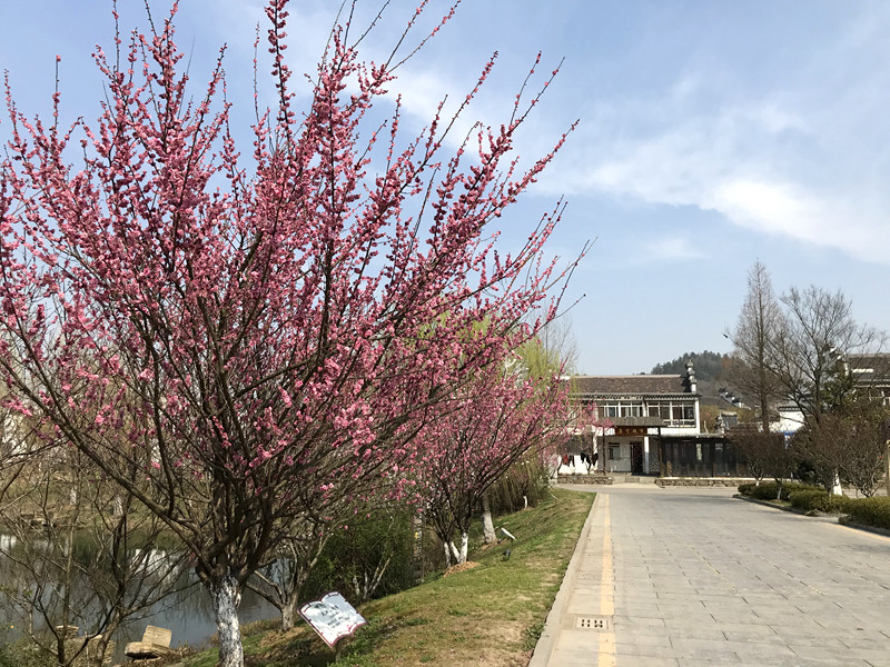 春至牛首，世凹春妆，画中徜徉，处处诗章-游南京江宁世凹桃源