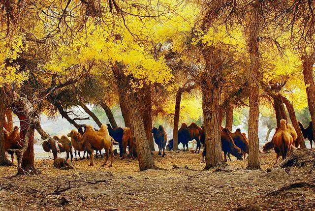 杨树的简介,杨树的全部作品