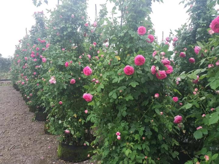 台州蔷薇花海,台州花木城花海