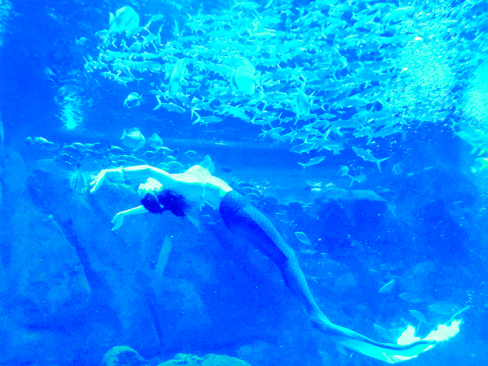 美人鱼水下表演不会被鱼咬吗,美人鱼会咬燕鱼吗