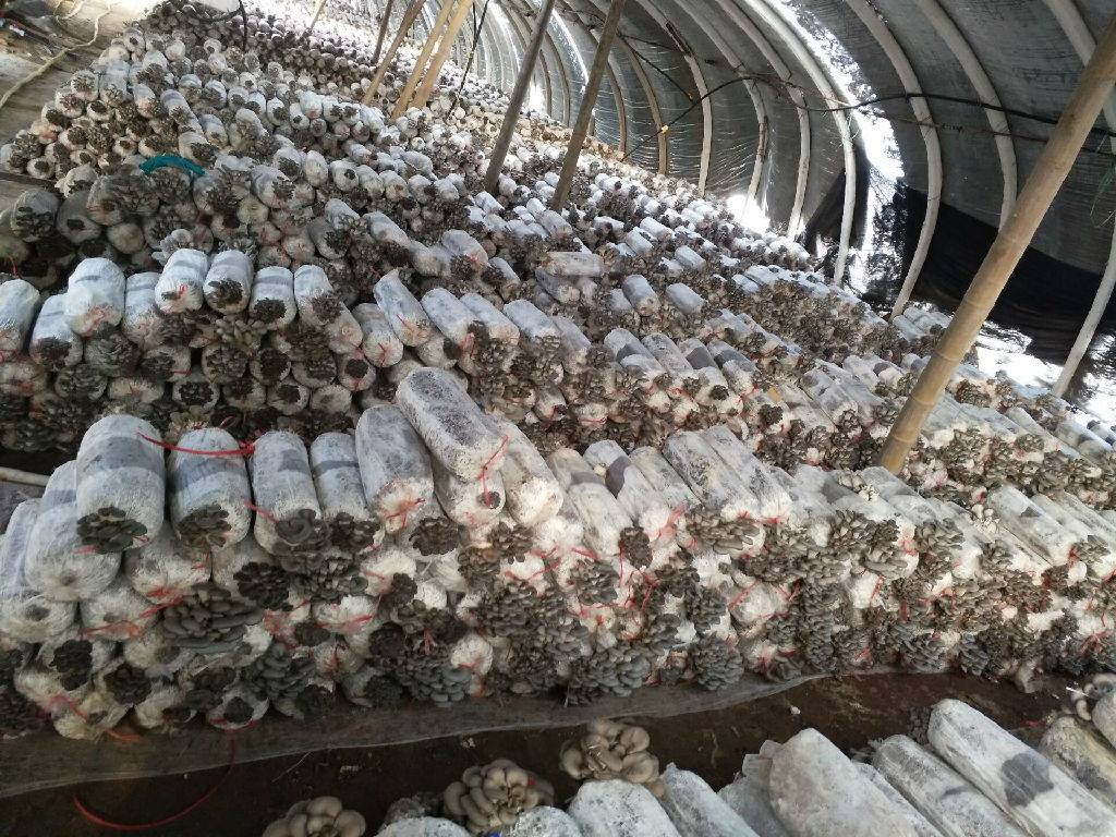 平菇种植方法及配料,平菇的种植技术与配料方法