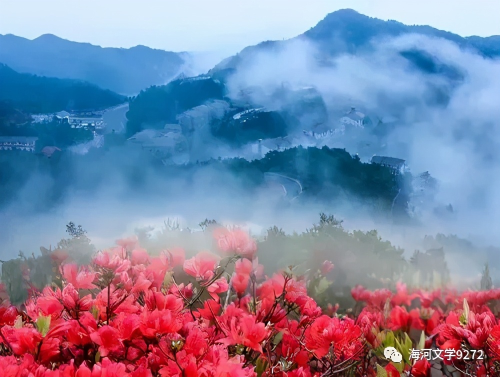 圣井山杜鹃花海,圣井山杜鹃花有多少亩
