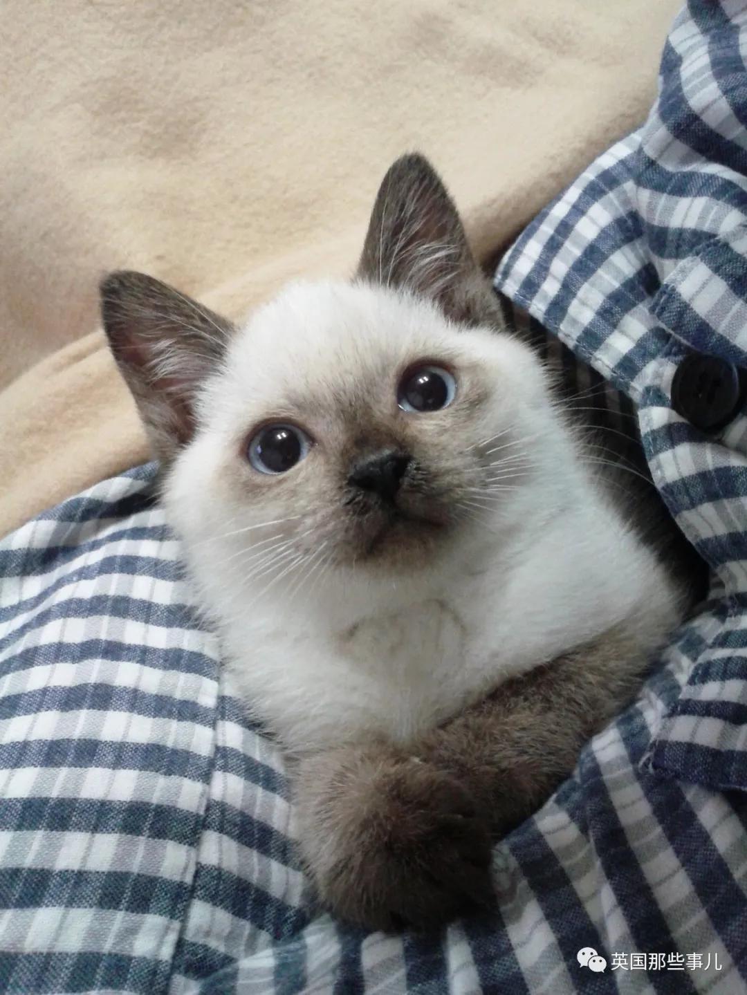 养暹罗等于养好几种猫,重庆暹罗猫变黑了还能白回来吗